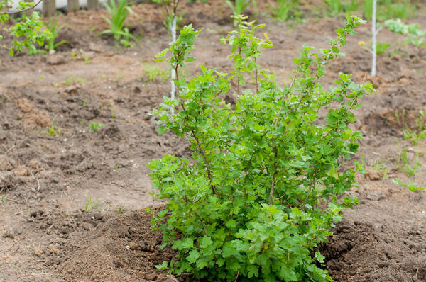 Неприхотливые ягодные кустарники для дачи: сорта, посадка, уход