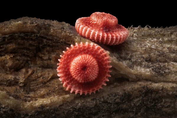 Конкурс микрофотографии Nikon Small World 2025