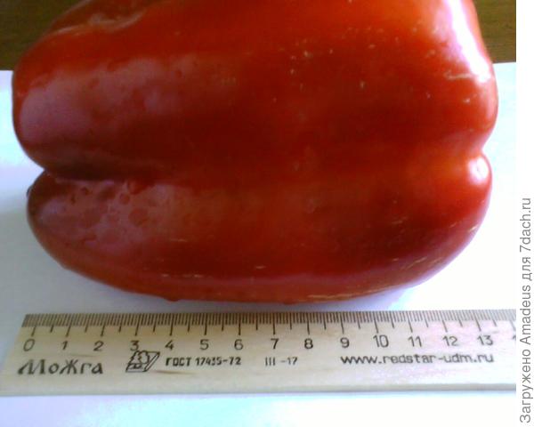 Мои любимчики-овощи. Удачные сорта для условий Урала