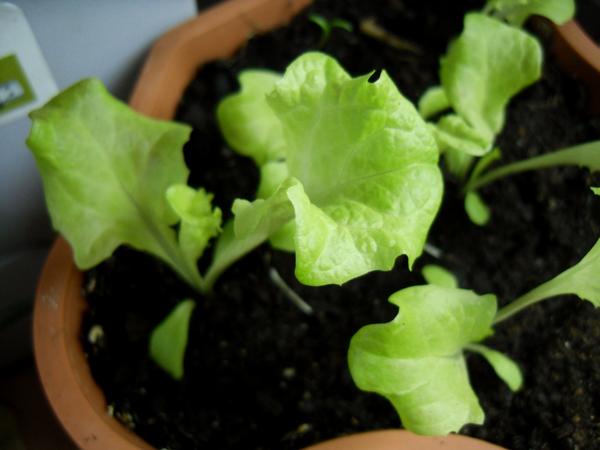 Огород на подоконнике: 10 секретов идеального домашнего огорода