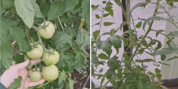 Подкормка для растений ЦИОН: свойства и отзывы