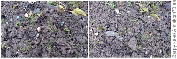 Зимовка петрушки, сельдерея, руколы и чеснока на грядке. Подготовка. Фото