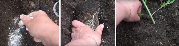 Подкормка для растений ЦИОН: свойства и отзывы