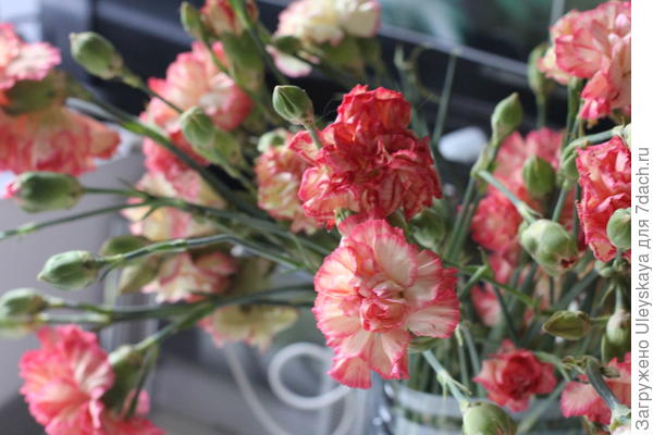 Какие цветы сеять на рассаду в январе