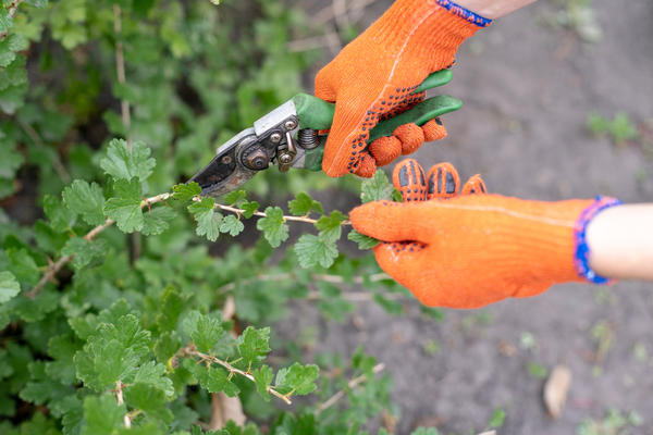 Неприхотливые ягодные кустарники для дачи: сорта, посадка, уход