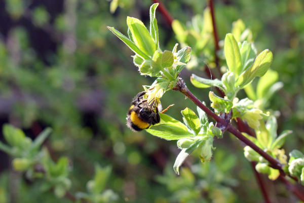 Ягодные кустарники: как и когда сажать весной