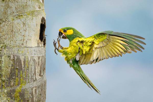 Лучшие фотографии птиц с конкурса Audubon Photography Awards