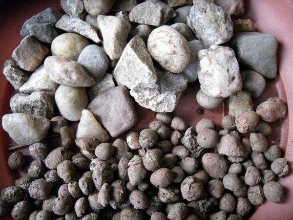 Огород на подоконнике: 10 секретов идеального домашнего огорода