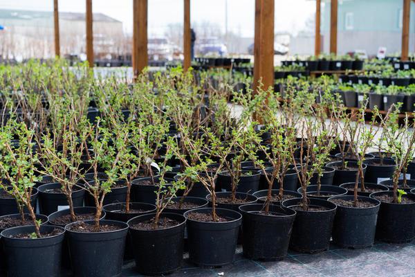 Ягодные кустарники: как и когда сажать весной