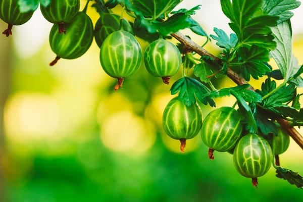 Неприхотливые ягодные кустарники для дачи: сорта, посадка, уход