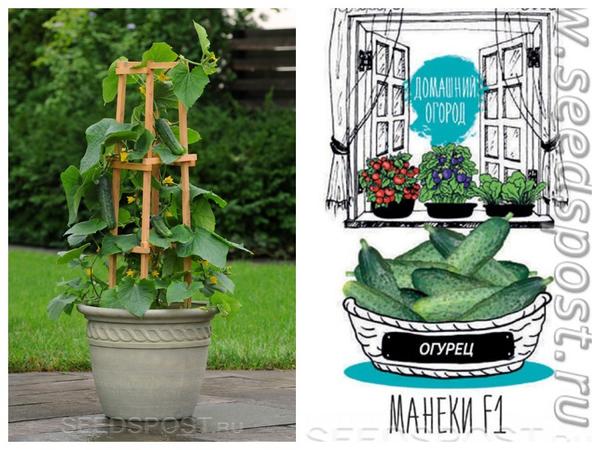 Пока до весны далеко: 10 сортов огурца для выращивания на подоконнике