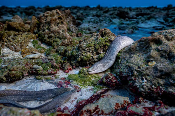 Победители конкурса &laquo;Фотограф дикой природы года 2025&raquo;