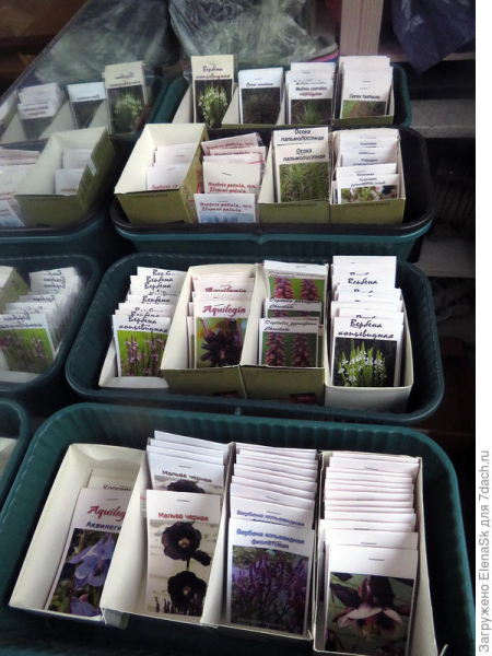 Начала рассылать семена. Фото