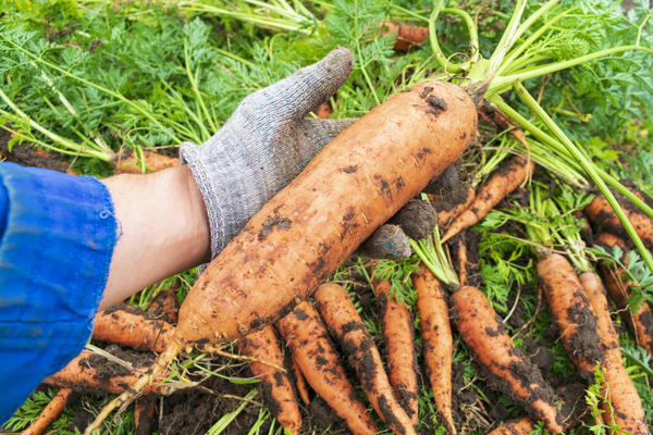 Выращивание овощей: советы бывалых огородников. Обзор публикаций на 7 дач