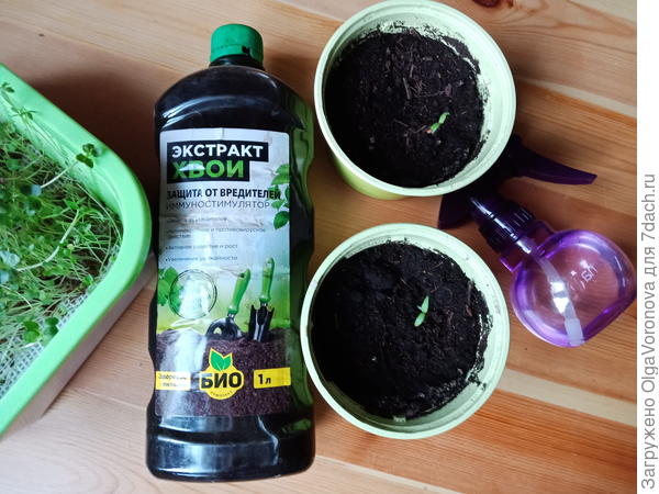 Что можно и нужно сеять в декабре на рассаду: цветы, деревья и кустарники