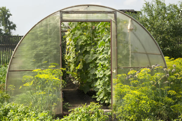 Автоматическое проветривание теплиц. Какие могут быть варианты?