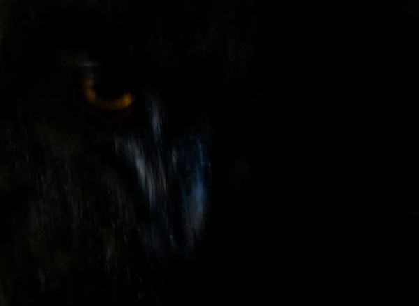 Победители конкурса &laquo;Фотограф дикой природы года 2025&raquo;