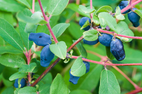 Неприхотливые ягодные кустарники для дачи: сорта, посадка, уход