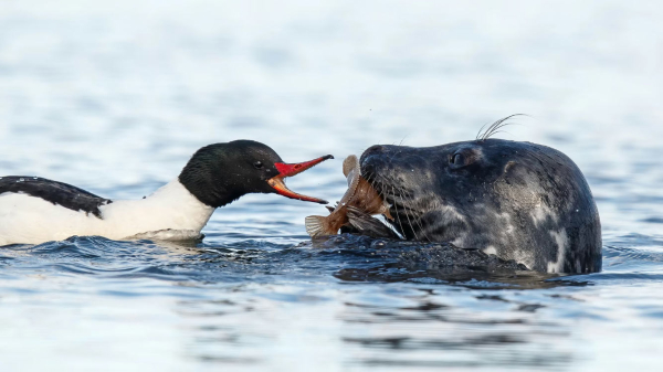 Лучшие фотографии птиц с конкурса Audubon Photography Awards