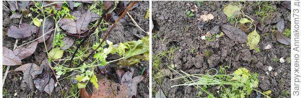 Зимовка петрушки, сельдерея, руколы и чеснока на грядке. Подготовка. Фото