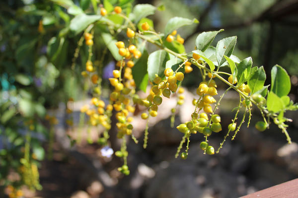 Витамины на кусте: особенности выращивания актинидии, лимонника и барбариса