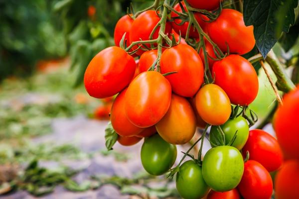 Зачем растениям нужны аминокислоты. 5 причин усовершенствовать подкормки