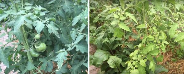 Подкормка для растений ЦИОН: свойства и отзывы