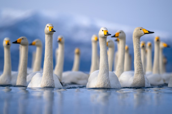 Лучшие фотографии птиц с конкурса Audubon Photography Awards