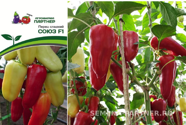 Современные производители семян: 17 популярных компаний