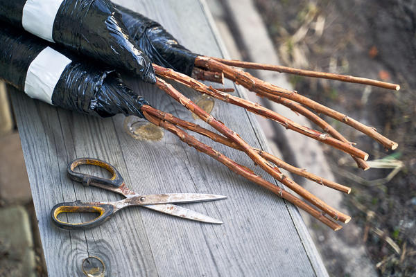 Неприхотливые ягодные кустарники для дачи: сорта, посадка, уход