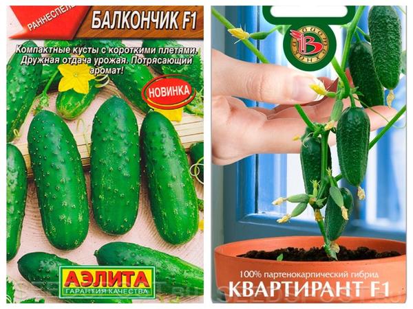 Пока до весны далеко: 10 сортов огурца для выращивания на подоконнике