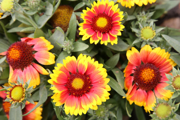 Какие цветы сеять на рассаду в январе