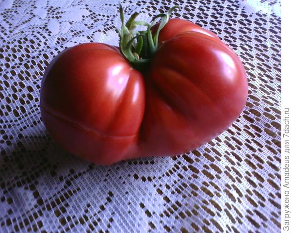 Мои любимчики-овощи. Удачные сорта для условий Урала