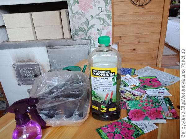 Что можно и нужно сеять в декабре на рассаду: цветы, деревья и кустарники