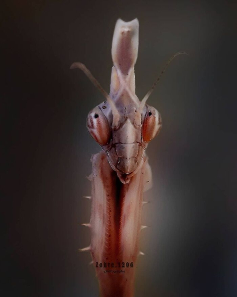 Удивительный макромир