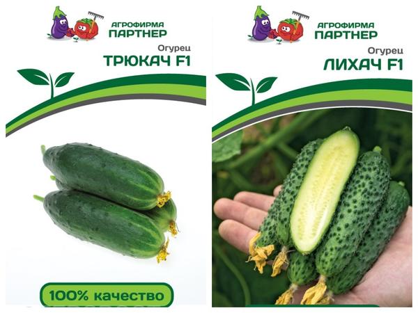 Пока до весны далеко: 10 сортов огурца для выращивания на подоконнике