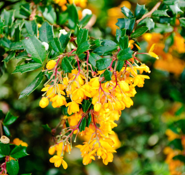 Витамины на кусте: особенности выращивания актинидии, лимонника и барбариса