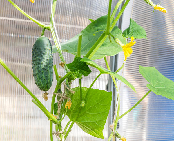 Домашний огород: 6 овощей, которые вы можете вырастить на подоконнике