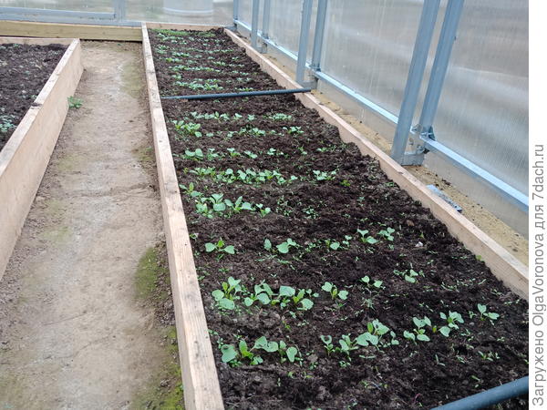 Как оживить землю в теплице. Весенняя подготовка к высадке рассады