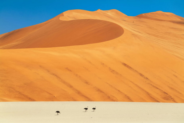 Лучшие фотографии птиц с конкурса Audubon Photography Awards