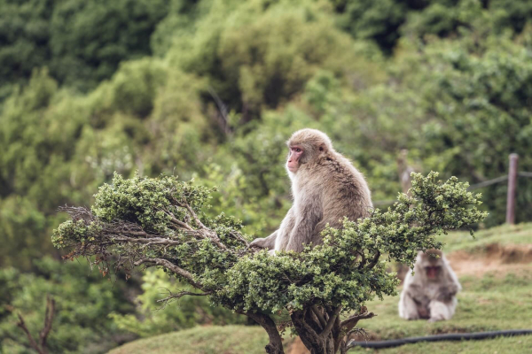 35 лучших достопримечательностей Киото