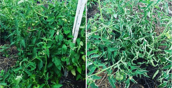 Подкормка для растений ЦИОН: свойства и отзывы