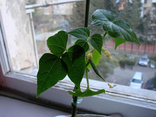 Домашний огород: 6 овощей, которые вы можете вырастить на подоконнике