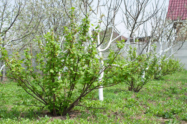 Ягодные кустарники: как и когда сажать весной