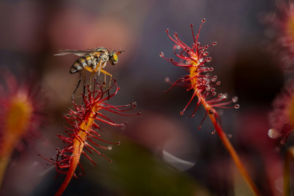 Увидеть мир вблизи