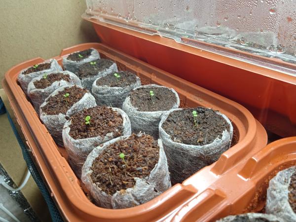 Торфяные или кокосовые? Тестируем таблетки для рассады и выбираем разные полезности