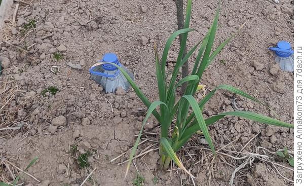 Зимовка петрушки, сельдерея, руколы и чеснока на грядке. Подготовка. Фото