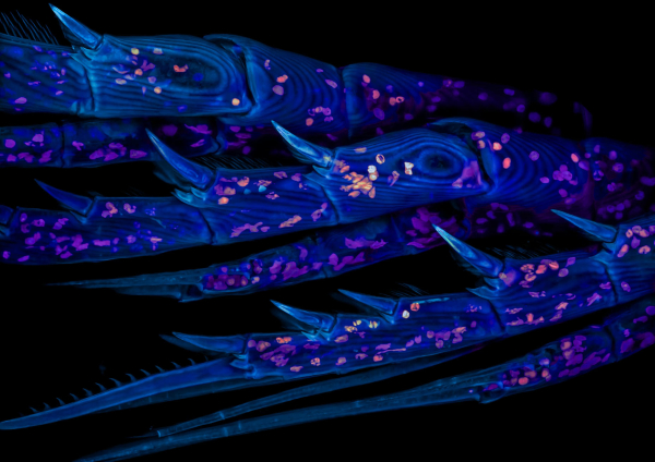 Конкурс микрофотографии Nikon Small World 2025