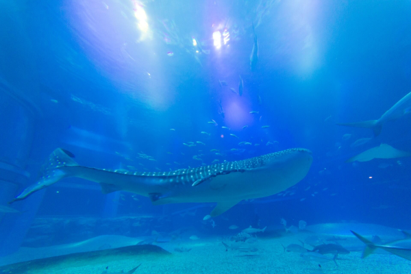 30 лучших достопримечательностей Осаки