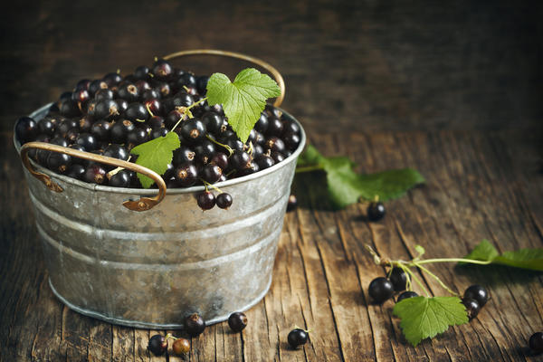 Смородина и крыжовник: советы по выращиванию от Николая Курдюмова